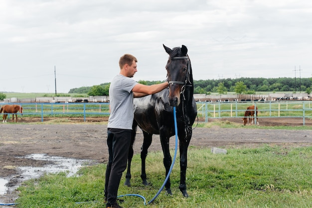 A young man washes a thoroughbred horse with a hose on a summer day at the ranch. Animal husbandry, and horse breeding.