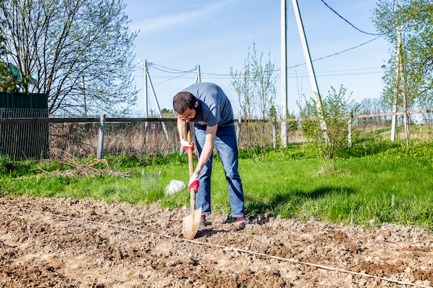 A young man with a shovel in a field. Farming and traditional spring farm work. Planting potatoes in May.