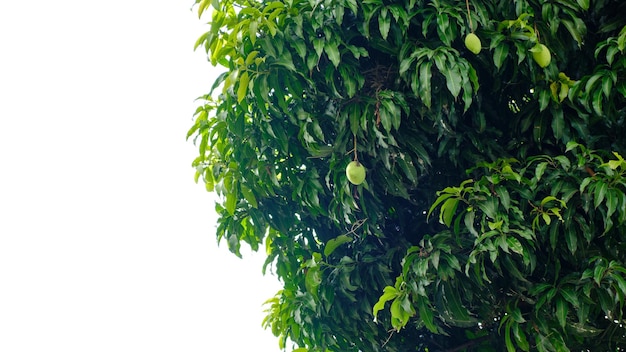 Young mango tree growing fresh