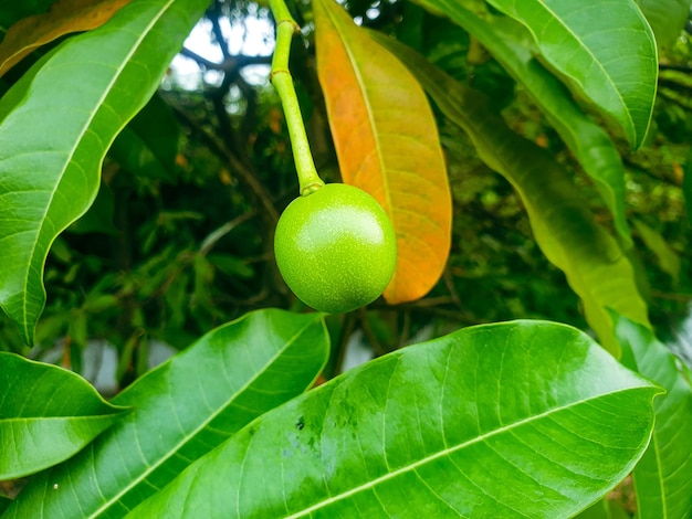 young mango on the tree