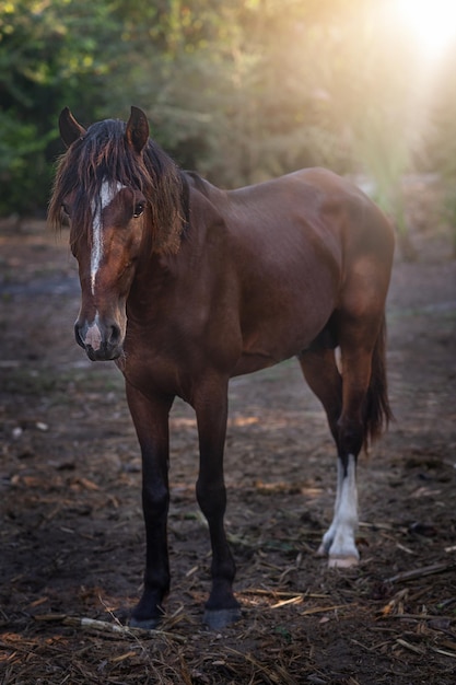 Young mare horse in sunlight