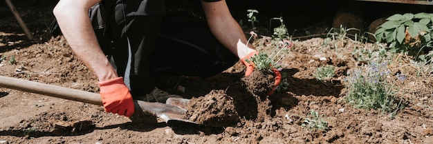 Young mature man gardener and farmer 40 years old with make hands in gloves pants daisy wildflowers on his suburban homestead in countryside village near house gardening and decorating land banner