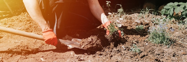 Young mature man gardener and farmer 40 years old with make hands in gloves pants daisy wildflowers on suburban homestead in countryside village near house gardening decorating land banner flare