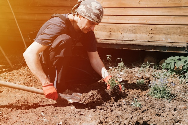 Young mature man gardener and farmer 40 years old with male hands in gloves plants daisy wildflowers on his suburban homestead in countryside village near house gardening and decorating land flare