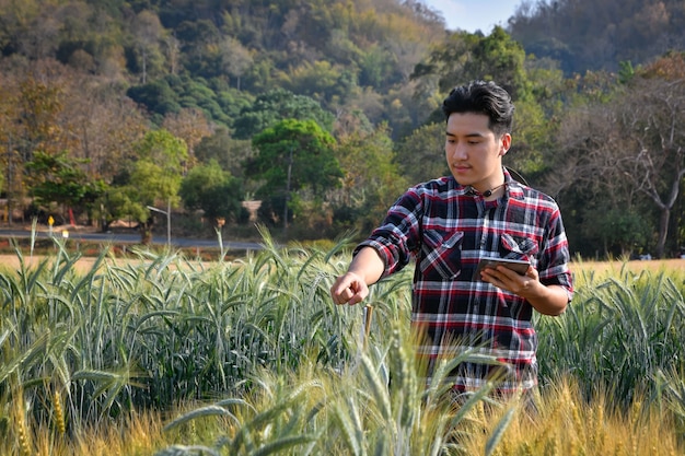 Young men use laptops Research of barley varieties in experimental plots, agricultural and technology concepts.