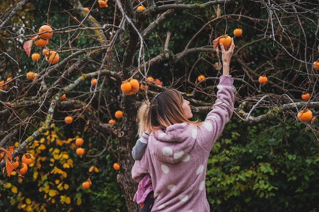 Young mother picking organic persimmon fruits from a bare khaki tree