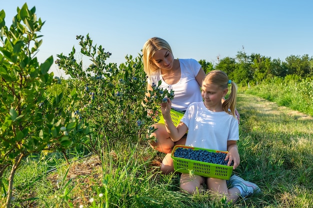 Young mother with her daughter picking blueberries on organic farm