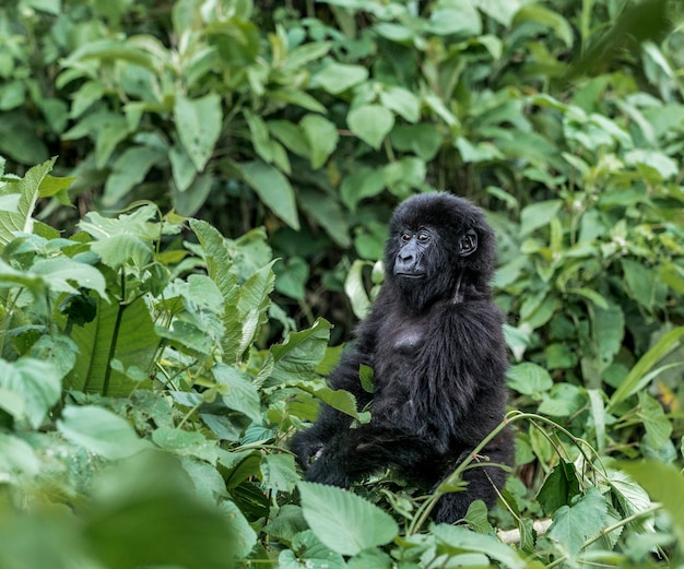 Photo young mountain gorilla in the virunga national park, africa, drc, central africa.