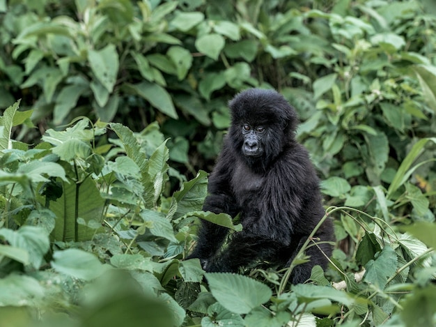 Photo young mountain gorilla in the virunga national park, africa, drc, central africa.