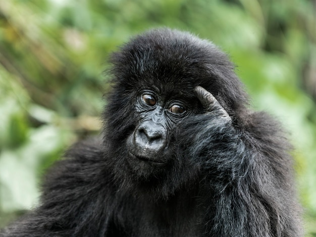 Young mountain gorilla in the Virunga National Park, Africa, DRC, Central Africa.