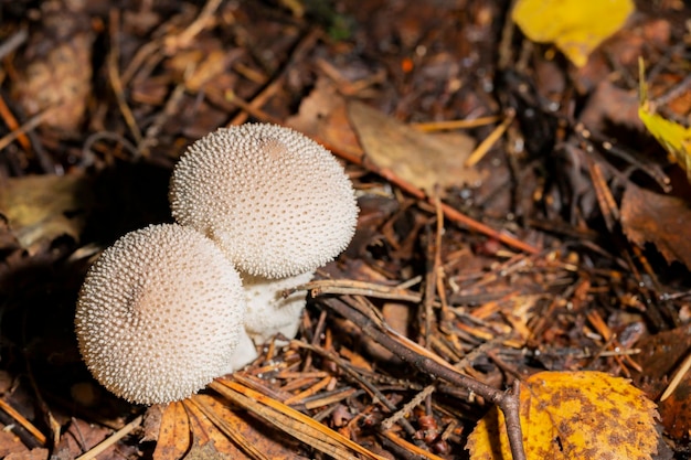 Young mushroom Lycoperdon perlatum growing in the forest