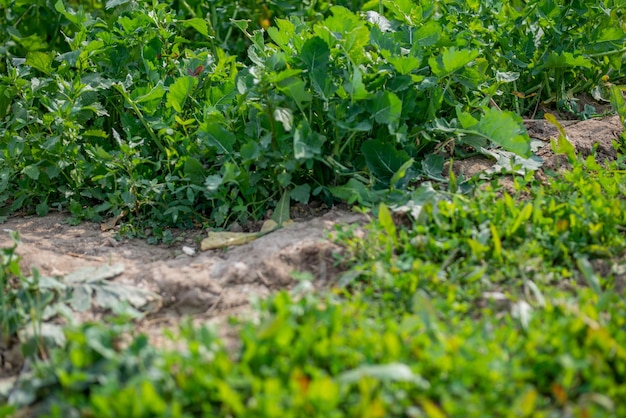 Young mustard plants are growing in the field