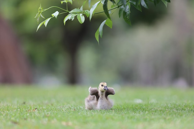 young natural grass sweet animals small