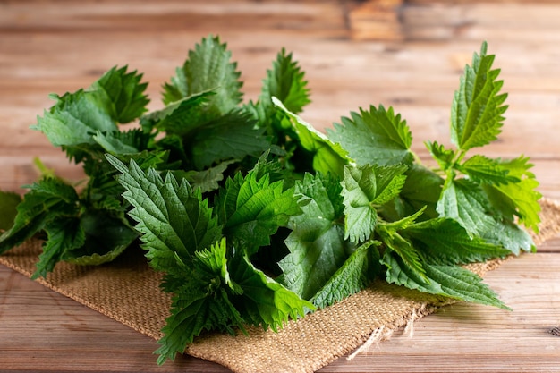 Young nettle leaves Fresh organic nettle leaves Stinging nettle leaves Common nettle Phytotherapy