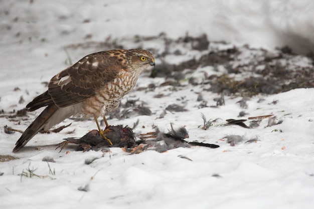 A young Northern goshawk on the hunt