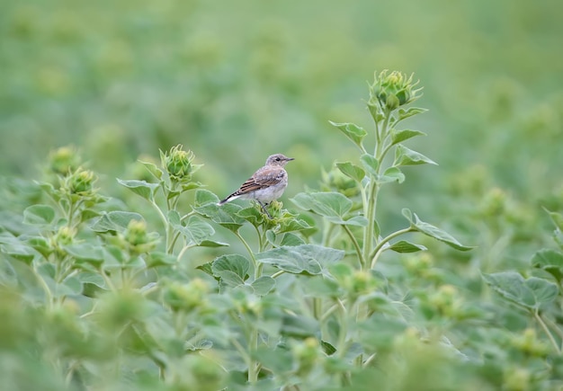 Young northern wheatear Oenanthe oenanthe