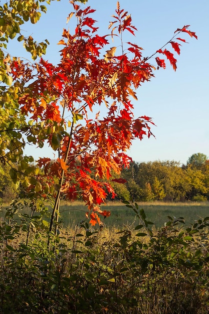 A young oak tree with red leaves in autumn on a lawn