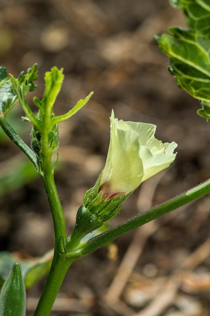 Young okra plant at farm field