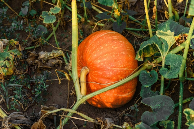 A young orange pumpkin grows in the garden bed Growing vegetables in the garden