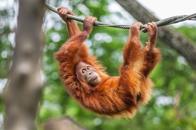 Young Orangutan swinging on a rope