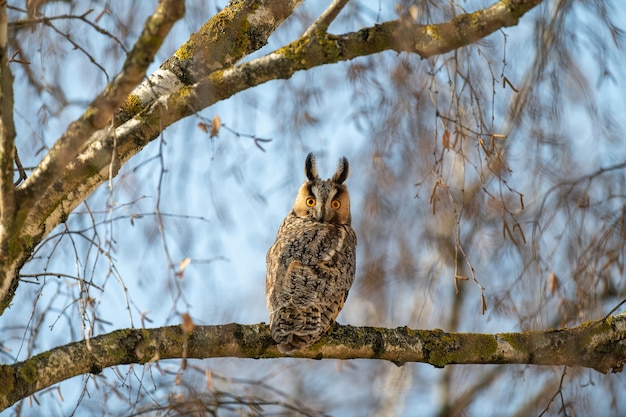 Young Owl sit in a tree and looking on the the camera