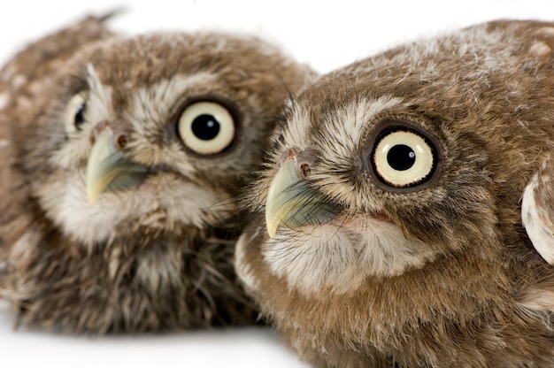 Young owl on white