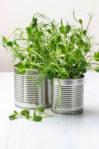 Young pea sprouts in metal cans Copy space