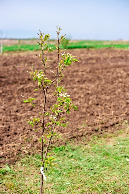 A young pear seedling blooms in early spring in the garden Growing fruit trees