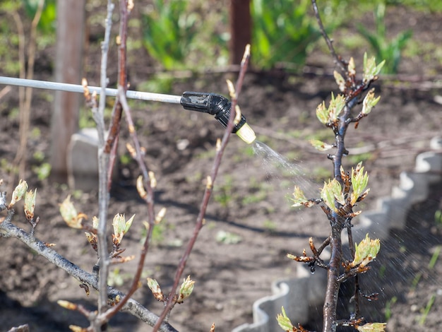 Young pear tree is protected from fungal disease or vermin by pressure sprayer