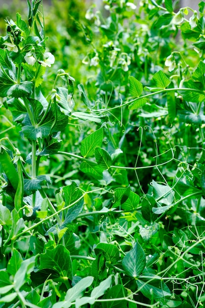 Young peas in the garden