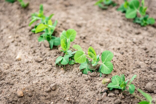 Young peas growing in spring garden