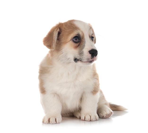 Young Pembroke Welsh Corgi isolated on white