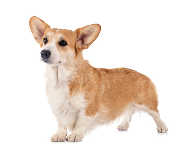 Young Pembroke Welsh Corgi isolated on white