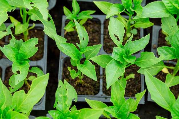 Young pepper seedlings leaves eaten by pests If you do not start pest control in time young plants may die