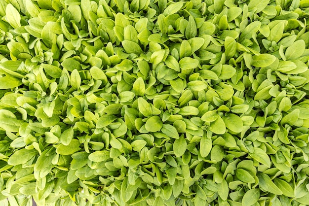 Young petunia plants background