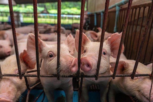 Young pigs in hog farms Pig industry