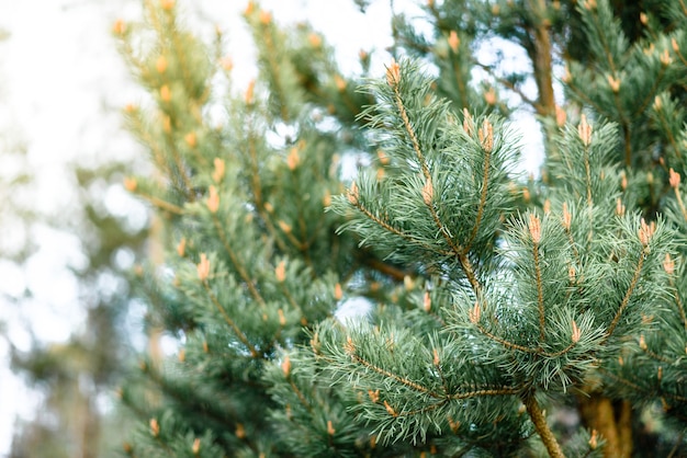 Young pine branches with cones in spring.