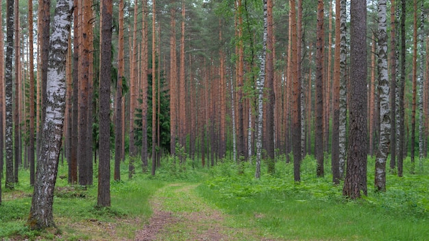 Young pine forest on a bright Sunny day natural light