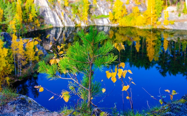 A young pine tree on the background of the lake.