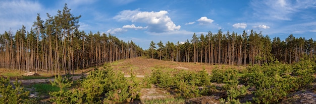 Young pine trees planted on the site of cut trees.Young pines