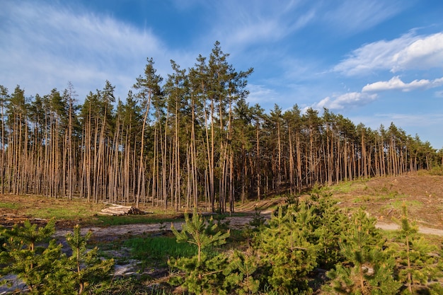 Young pine trees planted on the site of cut trees.Young pines