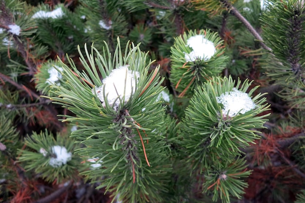 Young pines with the beginnings of cones natural background