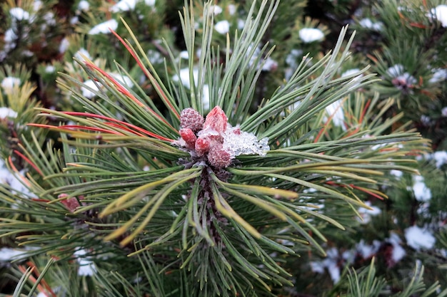 Young pines with the beginnings of cones natural background