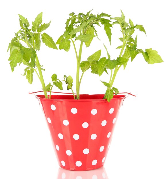 Young plant in bucket isolated on white