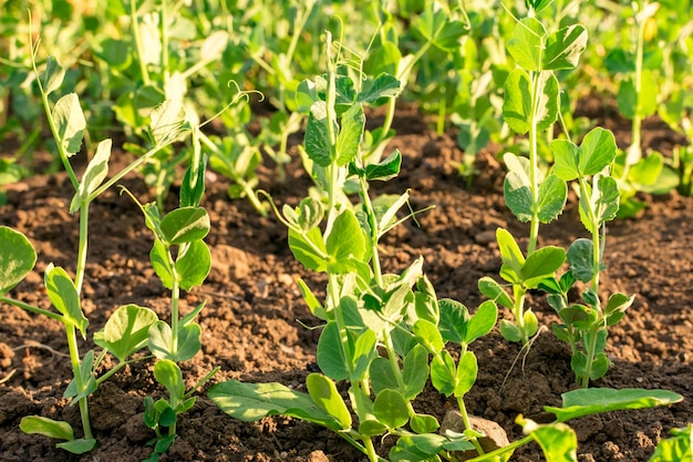 Young plant of green vegetable peas on the soil