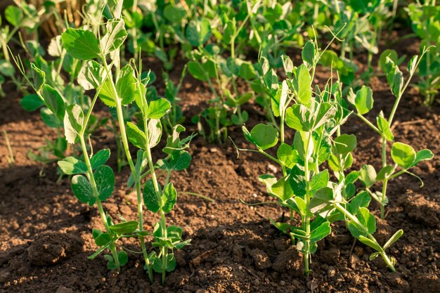 Young plant of green vegetable peas on the soil