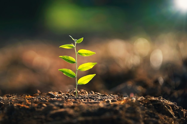 Young plant growing on dirt with sunshine in nature. eco earthday concept