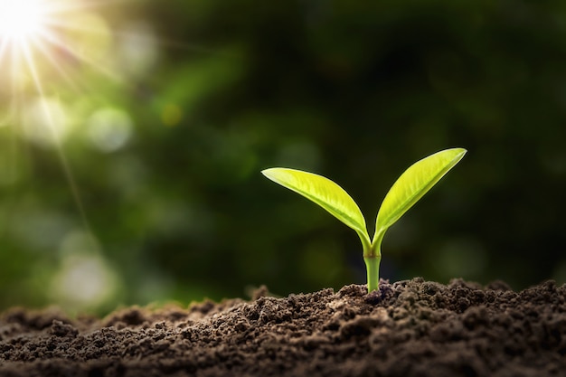 Young plant growing in morning light. agriculture and earth day concept