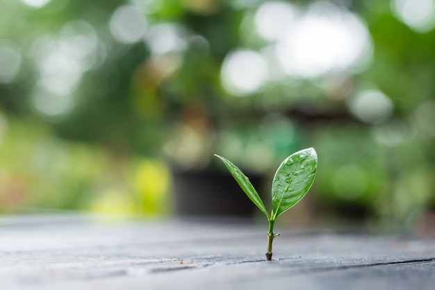 Young plant growing in the morning light with green nature bokeh   New life growth ecology business financial concept