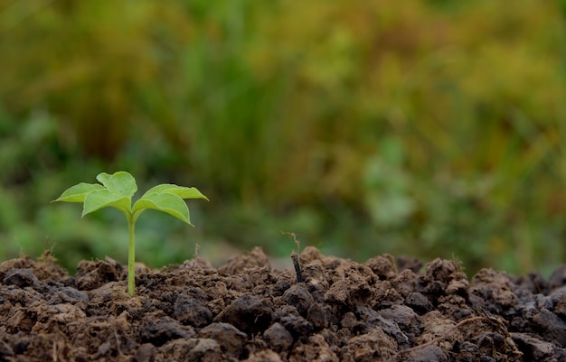 young plant growing in nature 